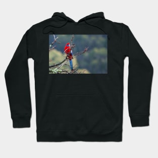 Crimson Rosella Hoodie